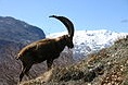 bild steinbock astrologie
